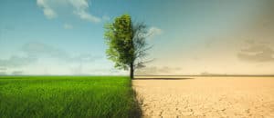 Conceptual image of climate change showing a tree dividing lush green grass and dry, cracked earth, symbolizing environmental impact and sustainability