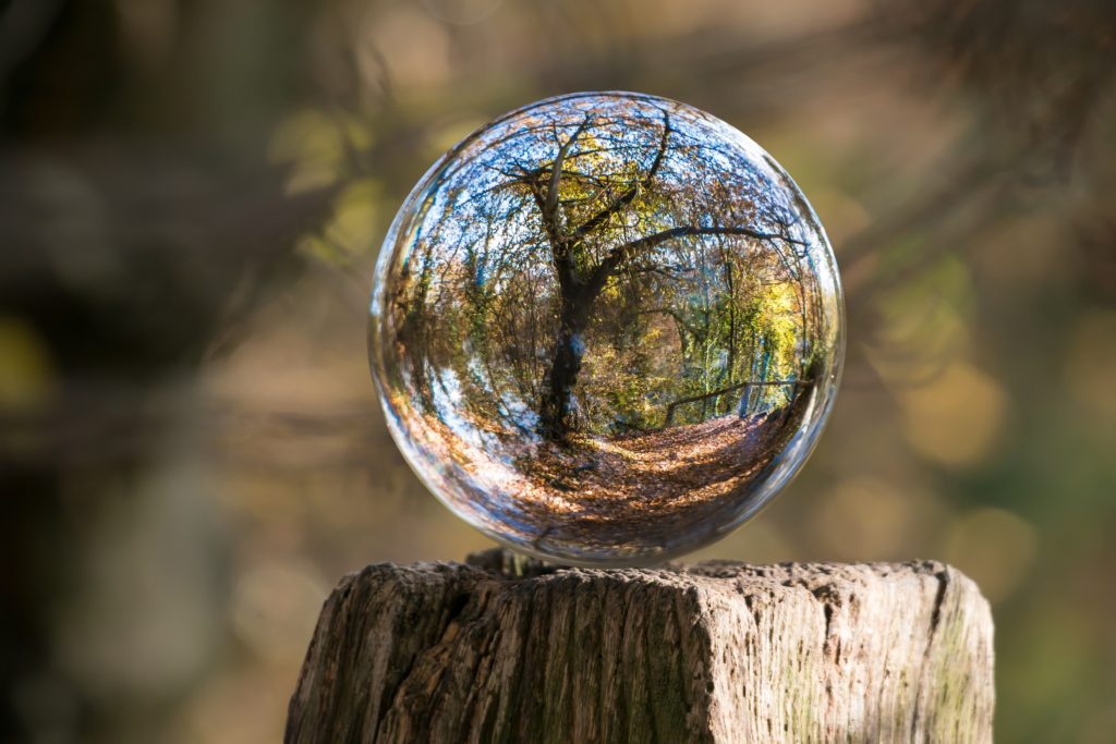 tree in a drop of rain